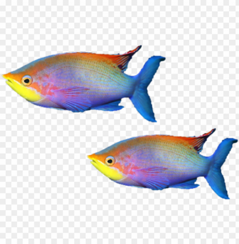 mq sticker - coral reef fish High-resolution transparent PNG files