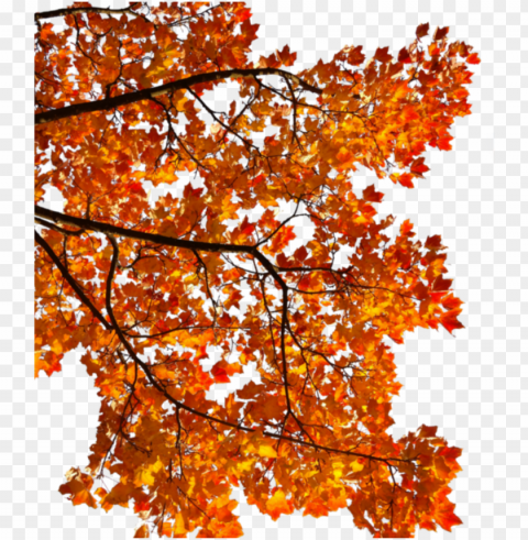 mq tree orange leaf autumn fall - tree branch autumn Free PNG download no background