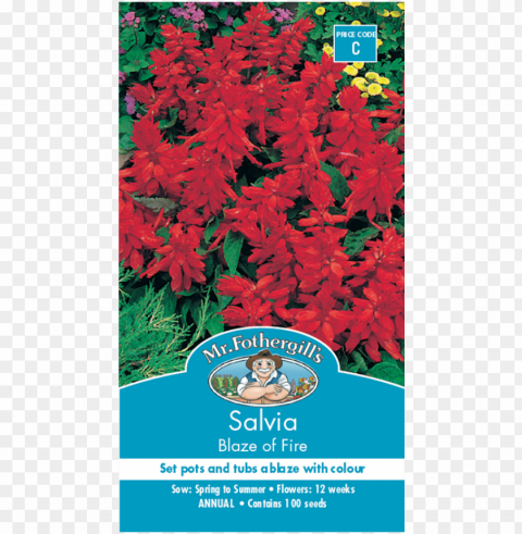 mr fothergill's salvia blaze of fire seed - salvias bunnings HighResolution Transparent PNG Isolated Element PNG transparent with Clear Background ID 073c7df8