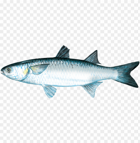 Mullet - Mullet Fish PNG High Quality
