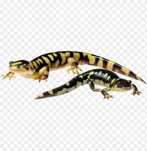 multiscale dynamics of hybridization between a threatened - chinese warty newt PNG images for banners