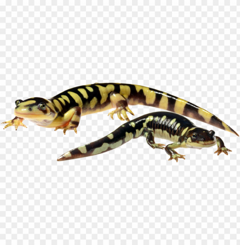 Multiscale Dynamics Of Hybridization Between A Threatened - Chinese Warty Newt PNG Images For Banners