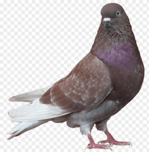 mumtaztic pigeon loft - brown and black pigeo Isolated Graphic with Clear Background PNG