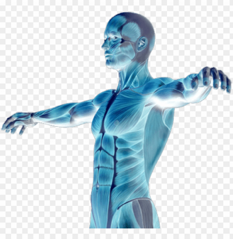 muscle degenerative diseases - human body transparent Isolated Design Element on PNG