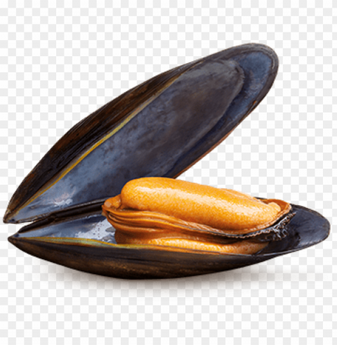 Mussels - Mejillon Isolated Artwork In HighResolution PNG