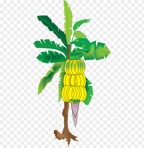 my illustration of the banana tree from sun's eye an - banana tree hd imajes PNG transparent photos massive collection
