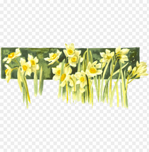 narcissus PNG Image with Isolated Icon