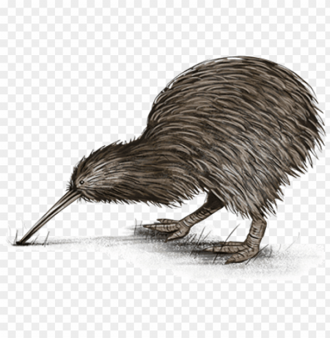 native nz birds Isolated Design Element in Clear Transparent PNG