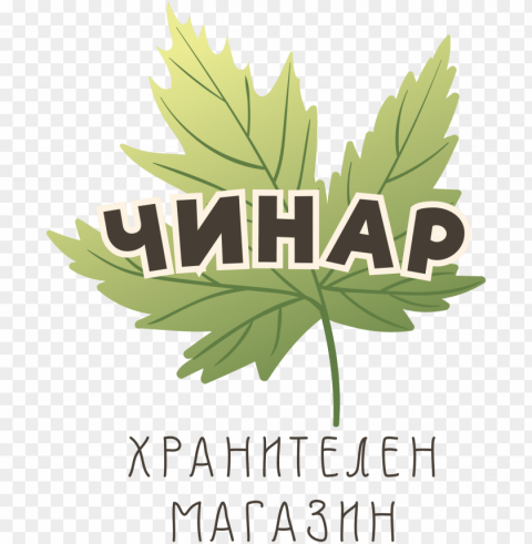 Най Добрата - silver maple Isolated Graphic on Clear PNG PNG transparent with Clear Background ID 11a210eb