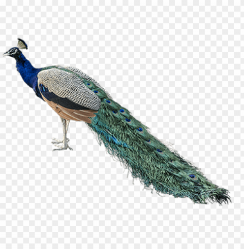 nepal national bird PNG with Transparency and Isolation