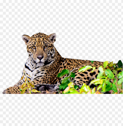 o corredor do jaguar pode se tornar a maior história - jaguar de quintana roo Transparent Background Isolation in PNG Image