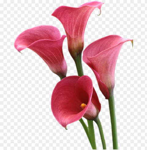 o to image - lily flowers pink pic trasparent Transparent Background Isolation of PNG