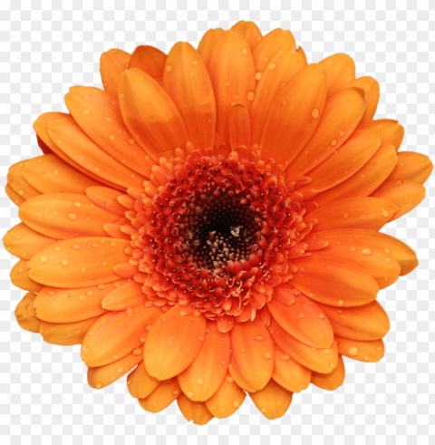 o to image - orange flower white PNG files with clear background variety