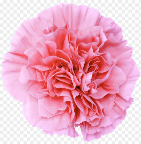 o to image - pink flower background Isolated Illustration in HighQuality Transparent PNG