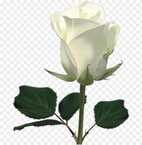 O To Image - White Rose Wallpaper HighQuality Transparent PNG Isolated Object