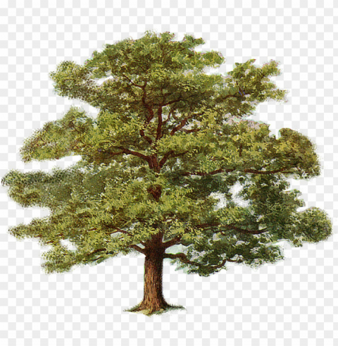 oak tree 0 - oak tree clipart Isolated Character in Transparent PNG
