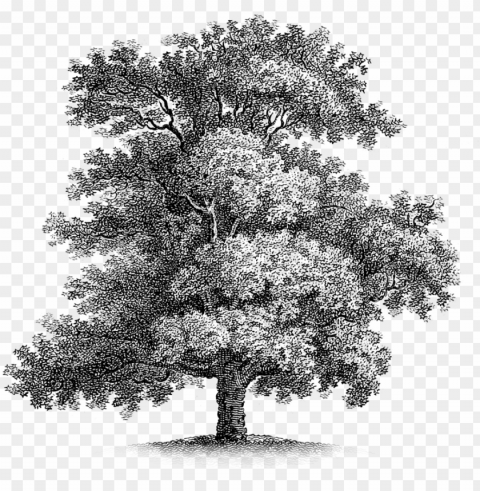 oak-tree - free vintage printable High-resolution transparent PNG images set