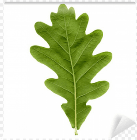 oak tree leaf Transparent PNG graphics assortment