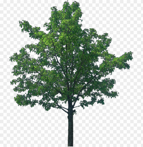 oak tree image - tree textures Transparent PNG vectors