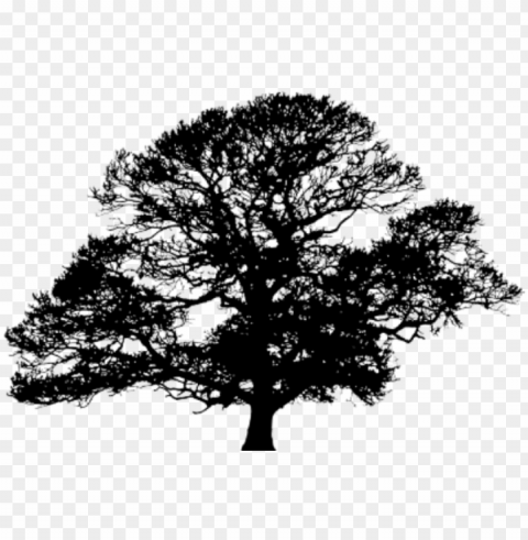 oak tree silhouette Free PNG images with alpha channel compilation