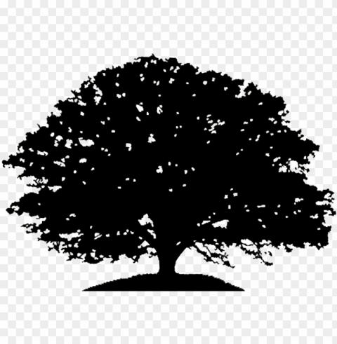 oak tree silhouette drawing clip art - live oak tree silhouette No-background PNGs