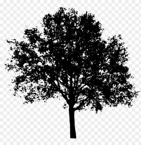 oak tree silhouette clipart library - maple tree silhouette PNG with transparent backdrop