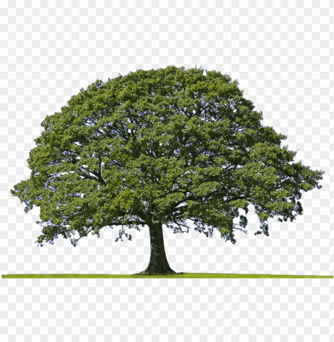 oaktree - aerial view of oak tree Transparent Background Isolated PNG Design Element