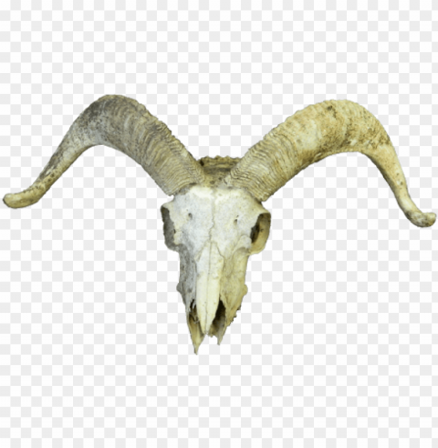 oat skull - google search - animal skull Transparent PNG images extensive variety
