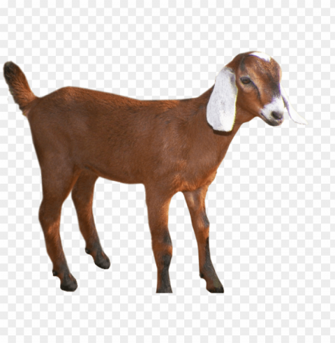 oats head clipart group goat - clipart background goat PNG transparent stock images