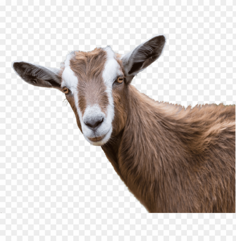 oats - sheep and goat diseases by johannes winkelma Transparent Background PNG Isolated Art