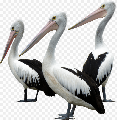 ocean birds background - ocean bird PNG for web design