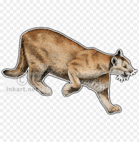 Ocelot Wild Cats North America PNG Illustration Isolated On Transparent Backdrop