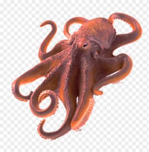 octopus PNG file with alpha