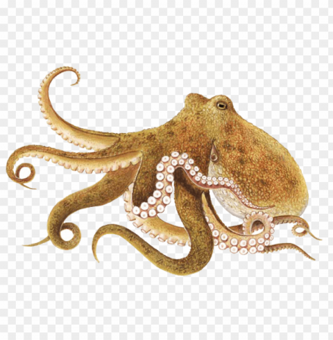 octopus PNG file with no watermark