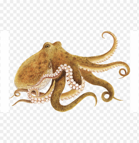 octopus PNG file without watermark
