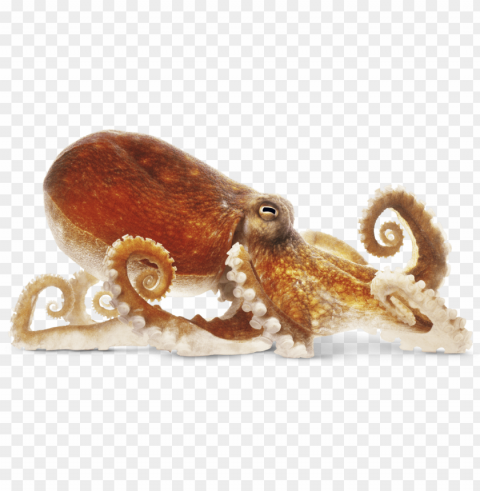 octopus PNG files with alpha channel