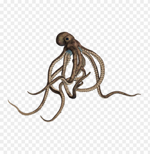 octopus PNG files with alpha channel assortment