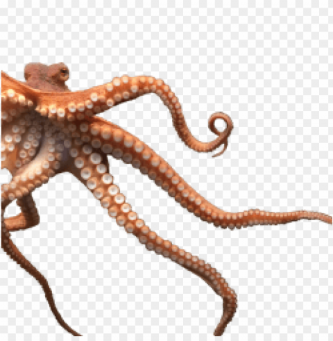 octopus PNG files with clear backdrop collection