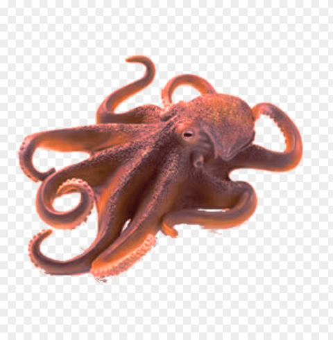 octopus PNG files with clear background
