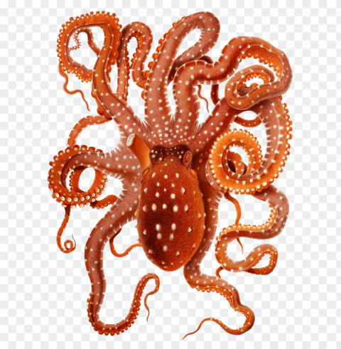 octopus PNG files with clear background collection