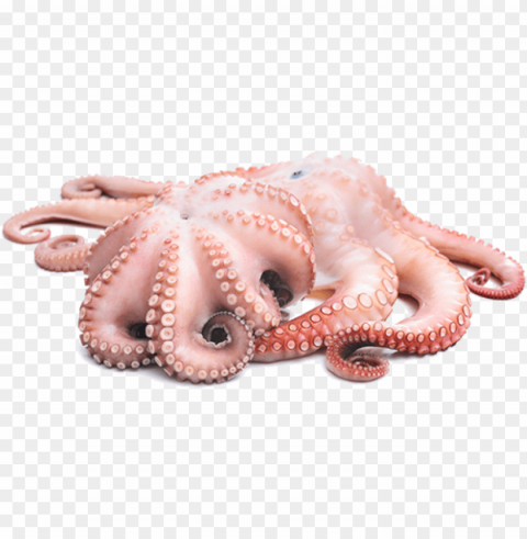 octopus PNG files with no backdrop pack