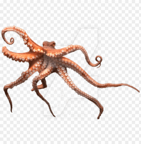 octopus PNG files with no backdrop required