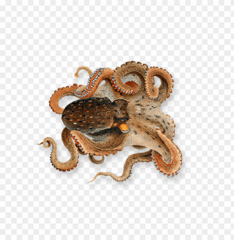 octopus PNG files with no backdrop wide compilation