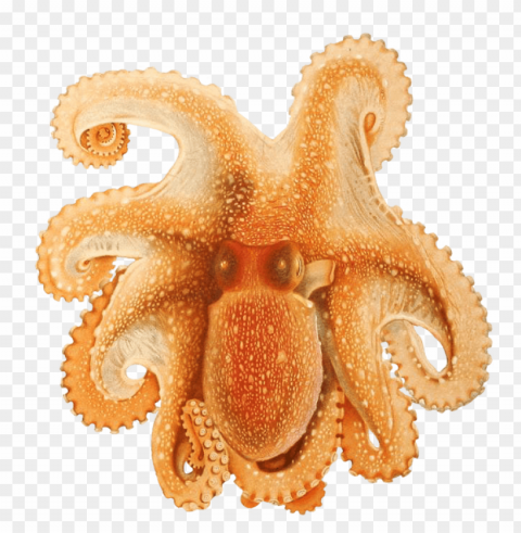 octopus PNG files with no background wide assortment