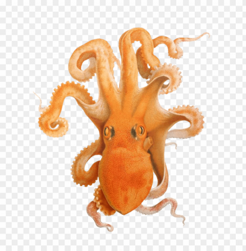 octopus PNG files with no royalties