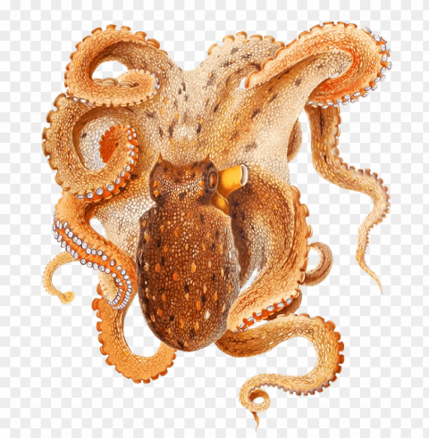 octopus PNG for blog use