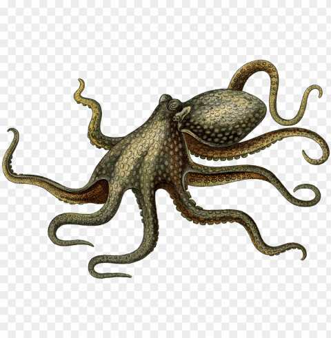 octopus PNG for educational projects
