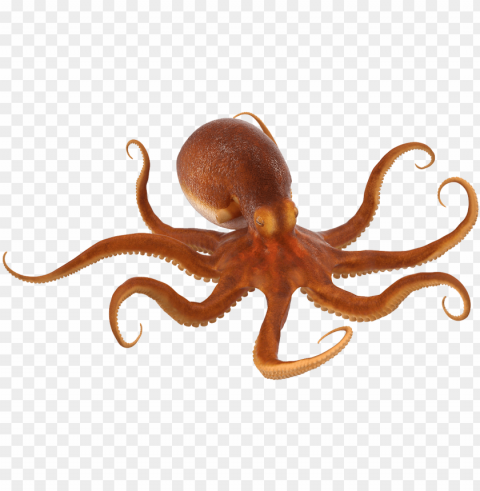 Octopus PNG For Educational Use