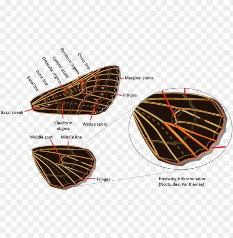 octuidae wings - geometridae versus noctuidae Transparent Background Isolation in PNG Format