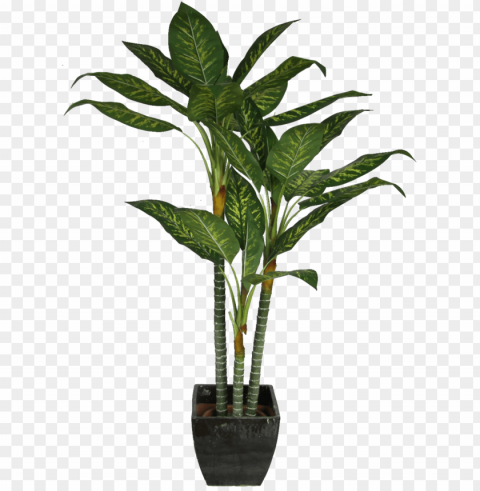 office plant for kids - plant cut out PNG graphics with clear alpha channel